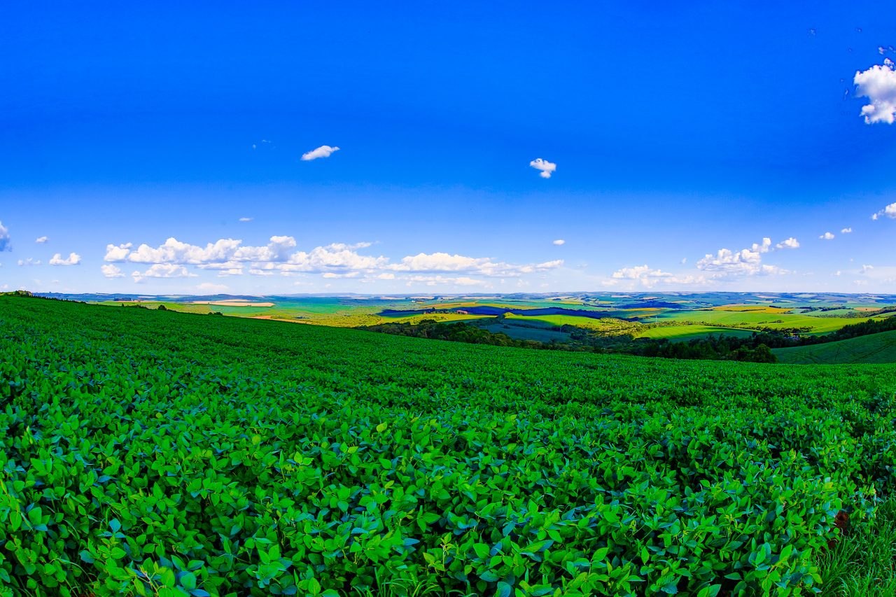 Indígenas do Brasil Lutam pelo Direito de Cultivar Transgênicos Sem Restrições