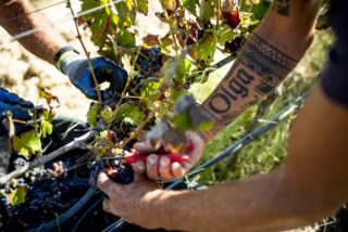 Castelão Extreme: A Nova Categoria para Vinhos de Vinha Velha na Península de Setúbal