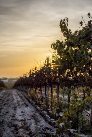 Castelão Extreme: A Nova Categoria para Vinhos de Vinha Velha na Península de Setúbal