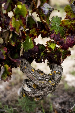 Castelão Extreme: A Nova Categoria para Vinhos de Vinha Velha na Península de Setúbal
