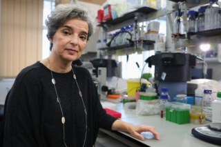 Maria Manuel Mota propõe antecipação dos rastreios de câncer para jovens em Portugal