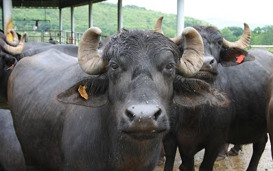Biocurativo com Sangue de Búfalo e Veneno de Cascavel Promete Revolucionar Cicatrização de Feridas
