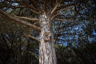 Barão de São João: Uma Utopia Cultural e Artística no Algarve