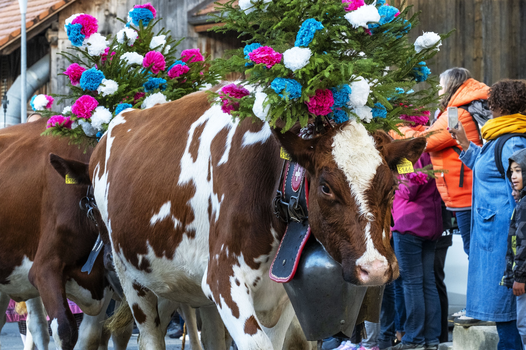 Désalpe: A Tradição Suíça que Celebra o Retorno das Vacas para o Vale