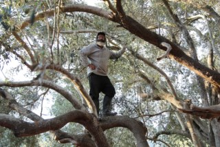 A oliveira: da árvore da paz à arma de guerra