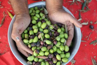 A oliveira: da árvore da paz à arma de guerra
