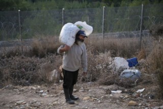 A oliveira: da árvore da paz à arma de guerra