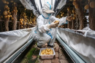 Cientistas chineses buscam batatas resistentes ao calor para garantir segurança alimentar