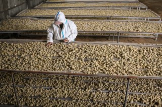 Cientistas chineses buscam batatas resistentes ao calor para garantir segurança alimentar