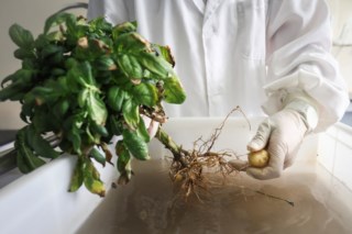 Cientistas chineses buscam batatas resistentes ao calor para garantir segurança alimentar
