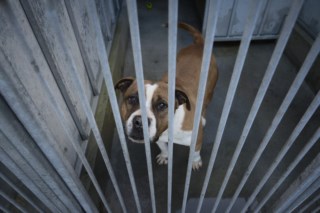 Kimura, o pitbull que agora é exemplo de recuperação na Casa dos Animais de Lisboa