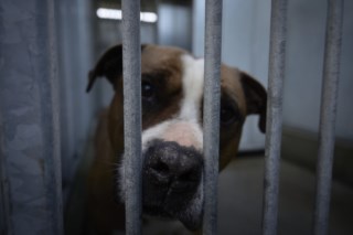 Kimura, o pitbull que agora é exemplo de recuperação na Casa dos Animais de Lisboa