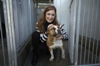 Kimura, o pitbull que agora é exemplo de recuperação na Casa dos Animais de Lisboa