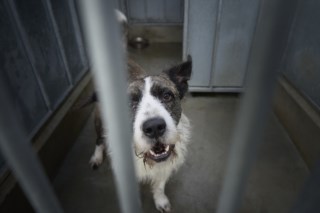 Kimura, o pitbull que agora é exemplo de recuperação na Casa dos Animais de Lisboa