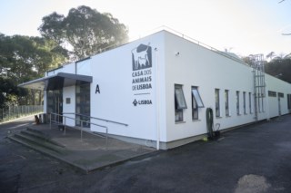 Kimura, o pitbull que agora é exemplo de recuperação na Casa dos Animais de Lisboa