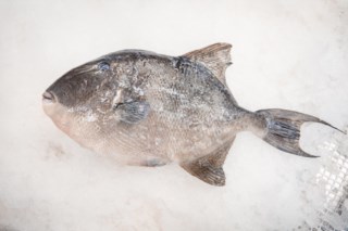 Descubra como o peixe-porco transforma uma caldeirada saborosa e sustentável