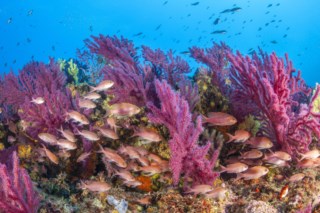 Corais do Mediterrâneo sob ameaça: estudo alerta para risco de morte em ondas de calor