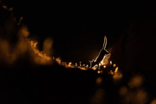 Explorando a Diversidade do Planeta Terra em Dez Fotogalerias Deslumbrantes