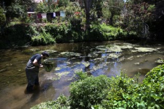 Rã-chilena gigante: um fóssil vivo ameaçado pela ação humana