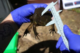 Rã-chilena gigante: um fóssil vivo ameaçado pela ação humana