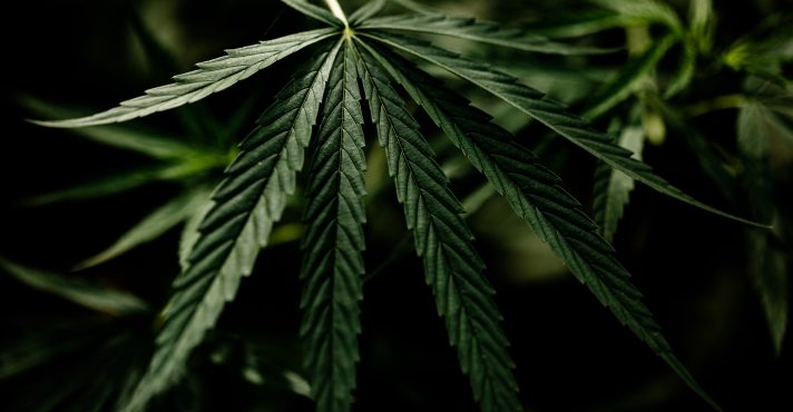 Anvisa aprova uso de produtos veterinários à base de Cannabis