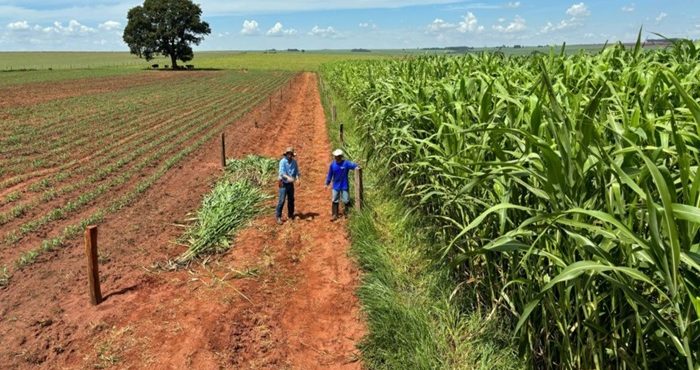 Sistema Diamantino: a inovadora solução para recuperação de pastagens degradadas no Brasil