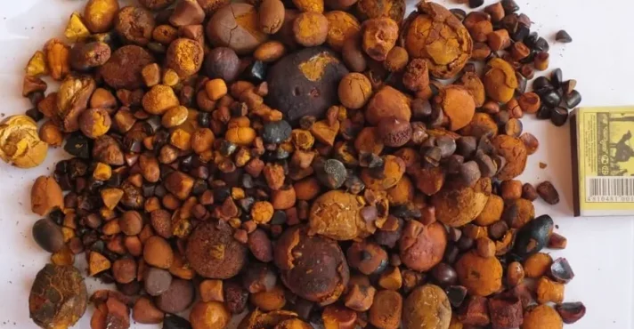 Pedra da vesícula do boi: o tesouro oculto que vale mais que ouro e sua conexão com a medicina chinesa