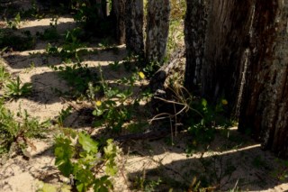 A Reclassificação de Solos e a Saúde da Democracia: Um Apelo por Evidências e Especialistas