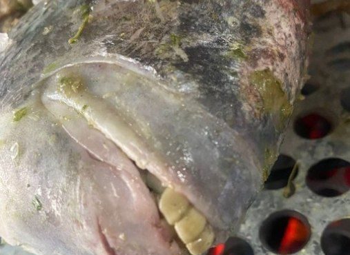 Vídeo de peixe com dentes humanos viraliza nas redes sociais; entenda o fenômeno