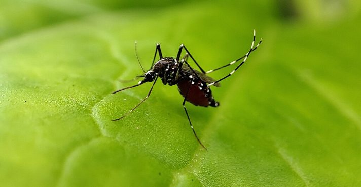 Estado de Emergência em 21 Cidades de SP devido ao Aumento de Casos de Dengue em 2025