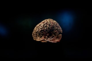 Grupo de Estudos em Neuroimunologia e Encefalites da Universidade de Coimbra promove conscientização sobre doenças raras