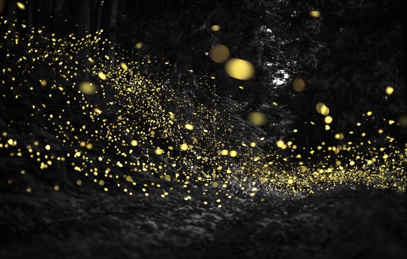 A Beleza Rara da Valsa dos Pirilampos nas Florestas do Japão por Kazuaki Kozeki