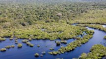 Crescimento alarmante da degradação florestal de 497% na Amazônia em 2024