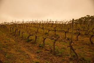 Monte Bluna: o renascimento dos vinhos de Arruda dos Vinhos com foco no terroir