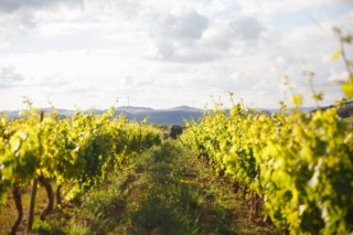 Monte Bluna: o renascimento dos vinhos de Arruda dos Vinhos com foco no terroir