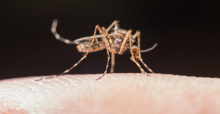 Novo Teste da USP Identifica Infecção Prévia de Dengue e Zika com Alta Precisão