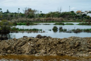 Extinção em Massa: Um Quarto das Espécies das Zonas Húmidas em Risco