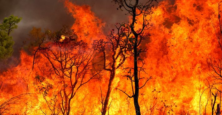 Incêndios no Brasil em Janeiro de 2025: Um Alerta Ambiental Com 3.137 Focos em Todo o País
