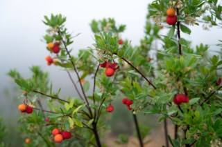 Pesquisa busca otimizar cultivo de medronho na Pampilhosa da Serra para produção de aguardente e gin