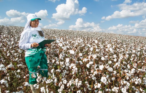 Brasil se torna o maior exportador de algodão do mundo e enfrenta desafios na indústria têxtil