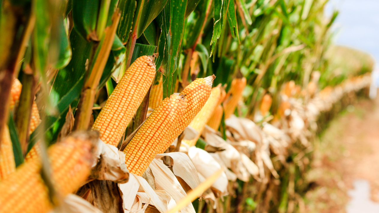 Governo brasileiro pode elevar preços de alimentos ao tentar conter inflação com ampliação de estoques