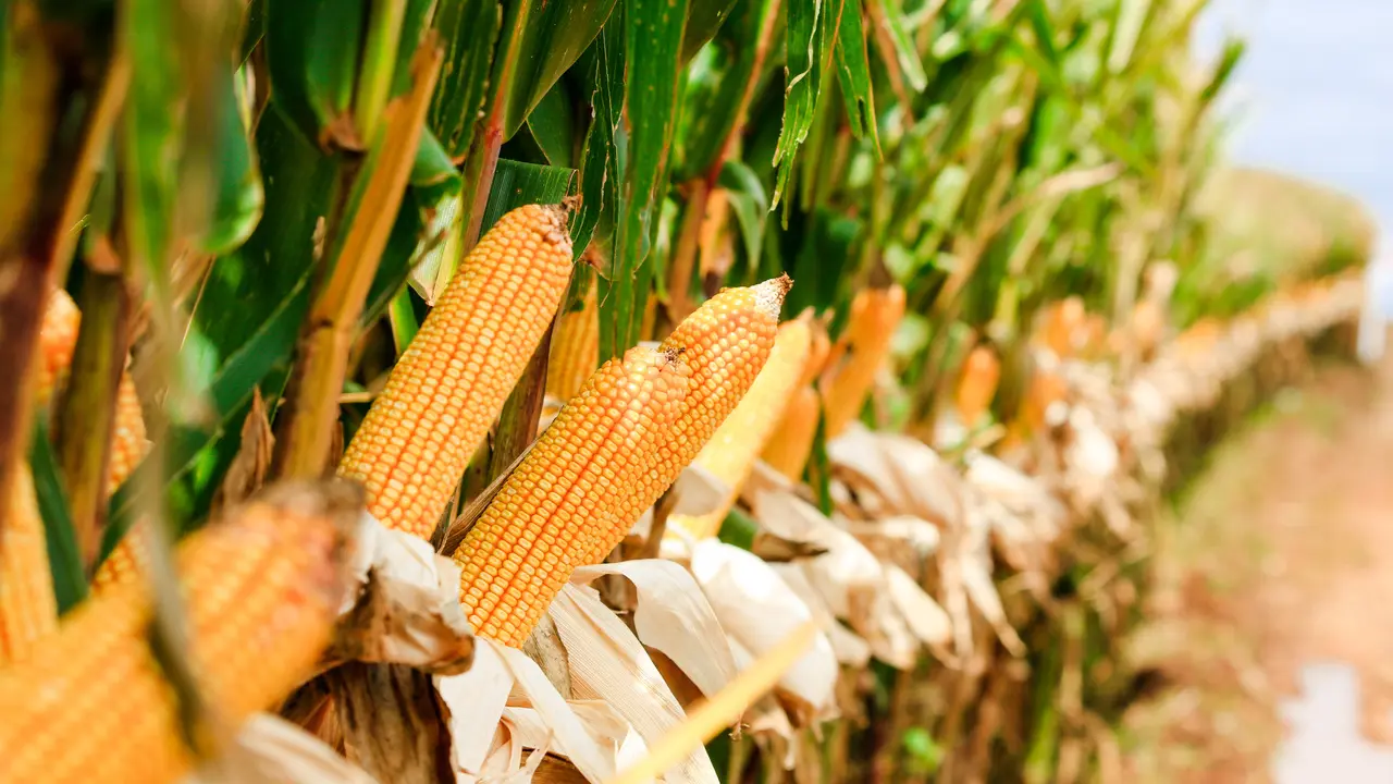 Governo procura conter inflação com estoques, mas preços de alimentos podem subir ainda mais