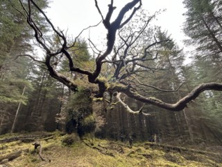 Jordi Roca apresenta masterclass de chocolate em Óbidos no Festival Internacional