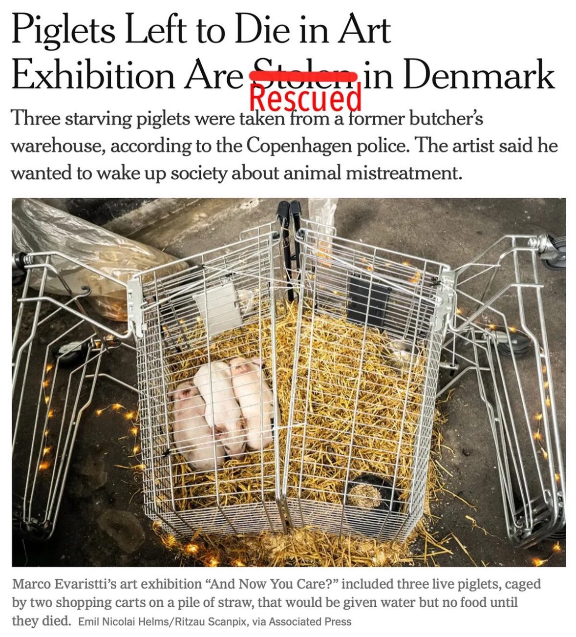 Furto ou resgate? Leitões são salvos de exposição controversa na Dinamarca