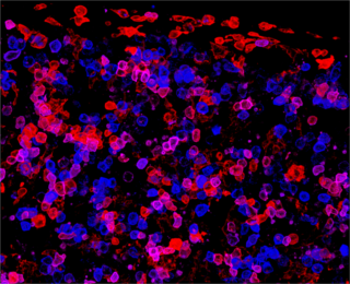 Cientistas criam mapa celular do fígado embrionário para potencializar células estaminais
