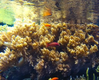 Nova espécie de bactéria descoberta em corais do Oceanário de Lisboa e sua importância para o ecossistema