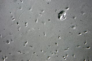 A comunicação infantil e a emergência do pensamento acelerado: reflexões sobre a economia de palavras