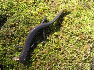 Burlington fecha estrada por semanas para proteger salamandras em migração no Canadá