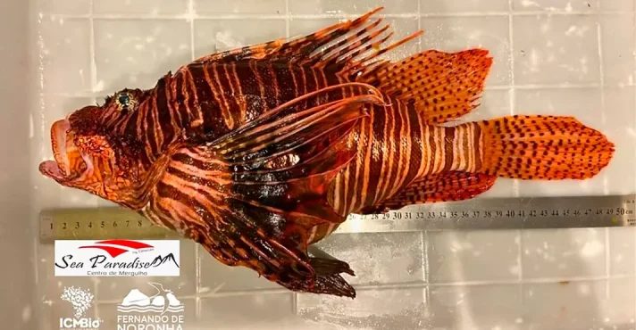 Captura de Peixe-Leão Gigante em Noronha Alerta para Perigos das Espécies Invasoras