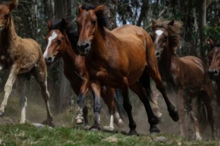 Cavalos selvagens da Galiza: Ecossistema em perigo e a luta contra incêndios florestais